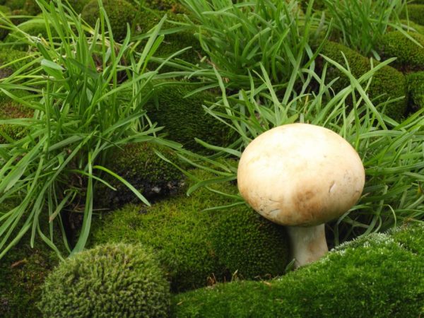 Alle soorten champignons zijn geschikt voor consumptie