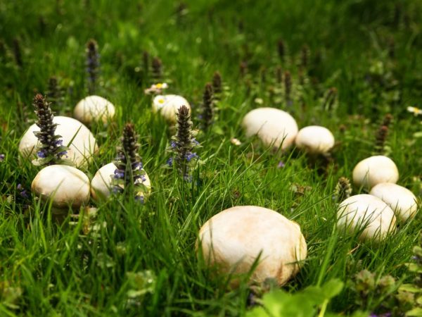 Gewone champignon zal verrukken met lange vruchtvorming