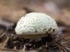 Beschrijving van champignon met gele schil