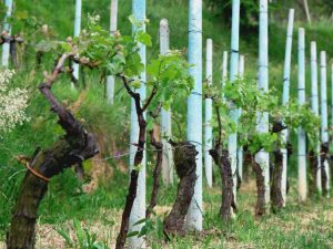 Trellis for grapes from plastic pipes