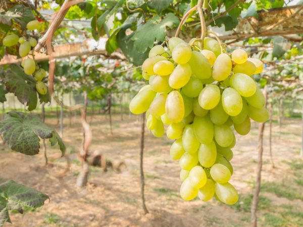Descripción de las variedades de uva Sicilia.
