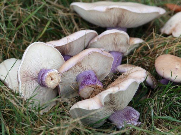What do bluefoot mushrooms look like?