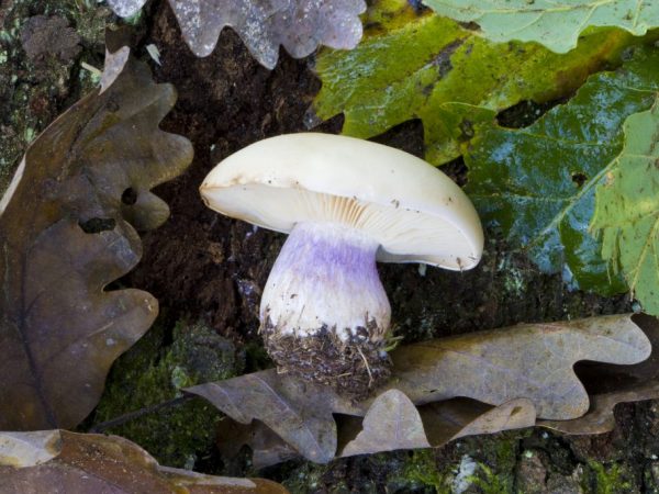 De paddenstoel heeft een paarse vezelachtige stengel