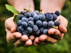 Blue grape varieties