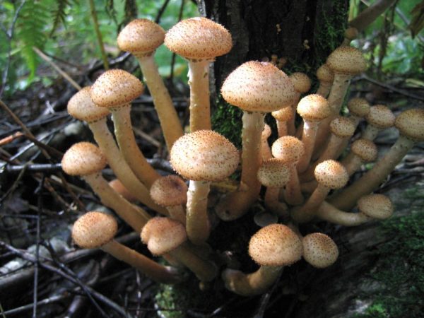 Temperatuur is belangrijk voor de groei van champignons