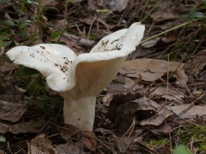 Vlastnosti houslové houby