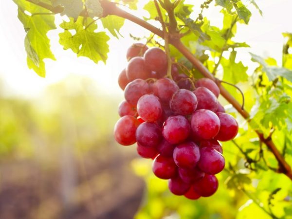 Cultivo de uvas Sofia