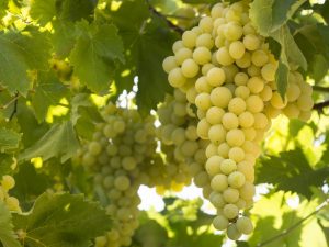 Growing grapes Solaris
