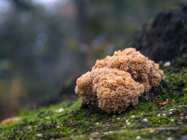 Caractéristiques du champignon Sparassis bouclé