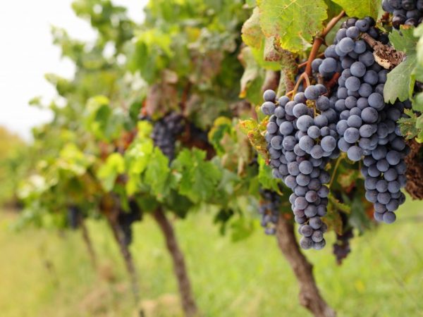 Las mejores variedades de uva técnicas