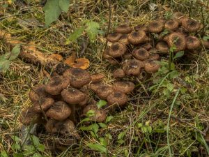 Tmavé houby