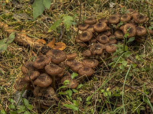 Dark mushrooms