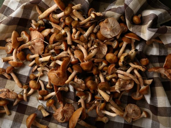 Kinderen onder de 12 jaar mogen geen paddenstoelen eten