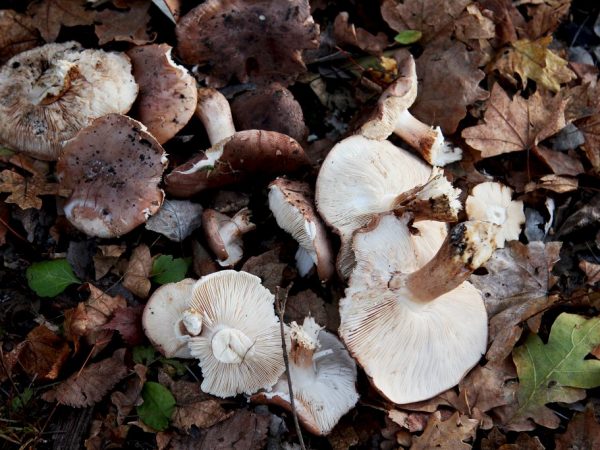 Mushrooms contain useful trace elements