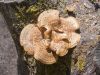 Beskrivning av fjällig tinder svamp