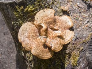 Beskrivning av fjällande tinder svamp