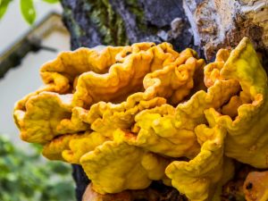 Description of the sulfur-yellow mushroom Tinder fungus