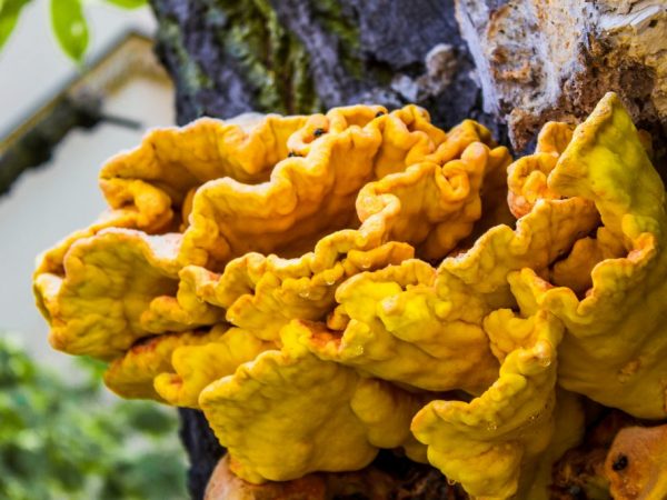Description du champignon jaune soufre de l'amadou