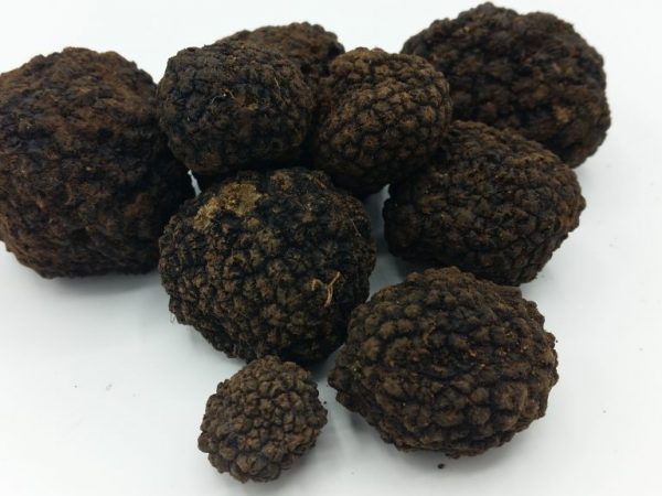 Truffles are recommended to be harvested in January