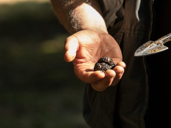 Truffles are long and expensive to grow