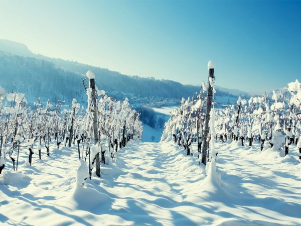 Sätt att dölja druvor för vintern i Moskva-regionen