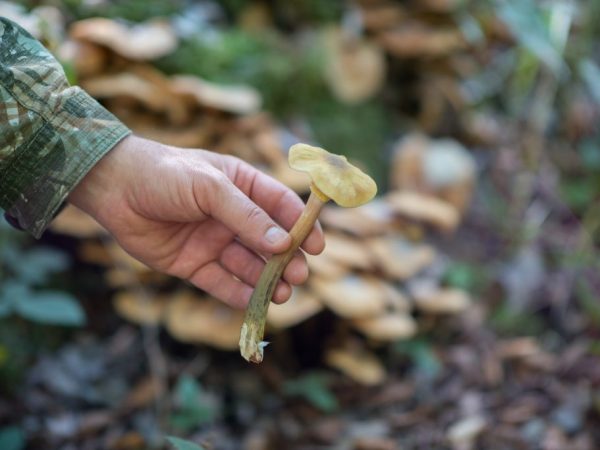Autumn mushrooms grow on damaged trees