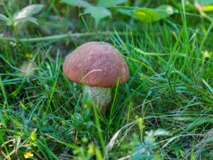 Soorten paddenstoelen in de Kaluga-regio