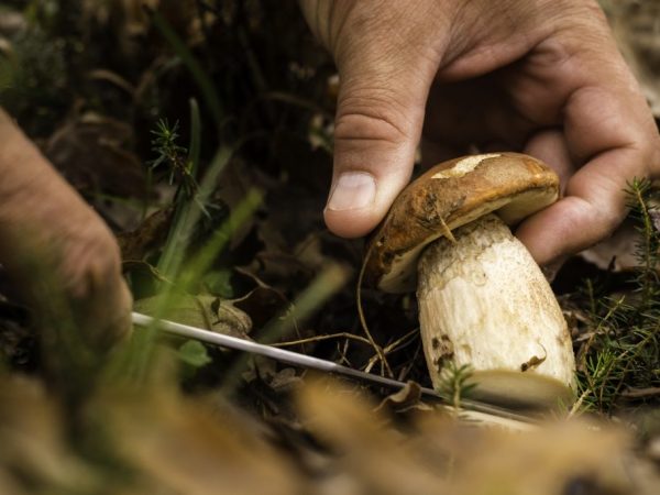 De regio Orenburg is rijk aan paddenstoelen