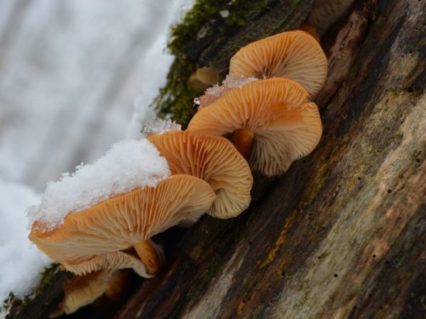 Zimní houby jsou chutnější než ty podzimní