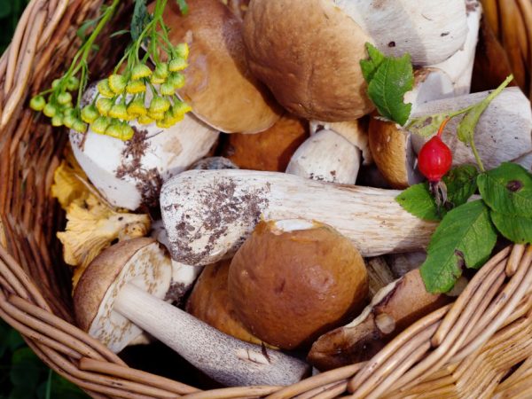 Valui-paddenstoelen worden geclassificeerd als russules