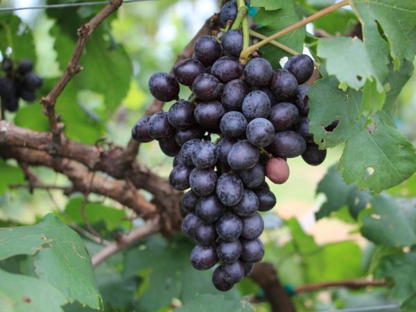 Kenmerken van de druivensoort Valiant