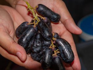 Velika grape variety