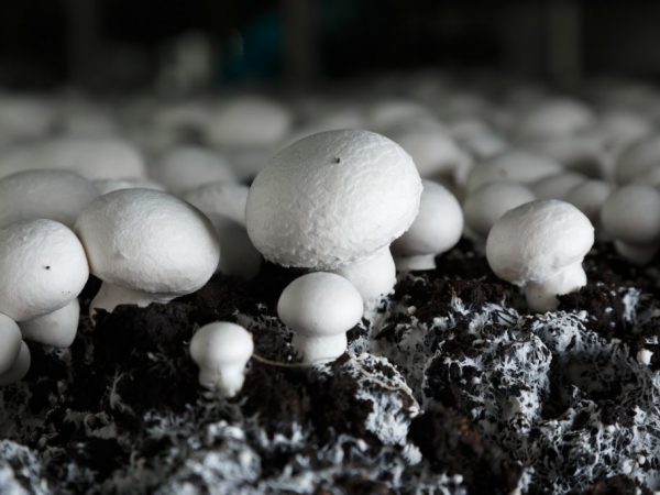 Thuiskweek van champignons