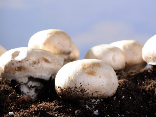 Ge svampar optimala förutsättningar för utveckling