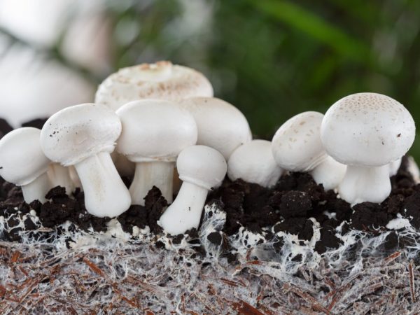 De opbrengst van champignons is afhankelijk van de kwaliteit van de grond.