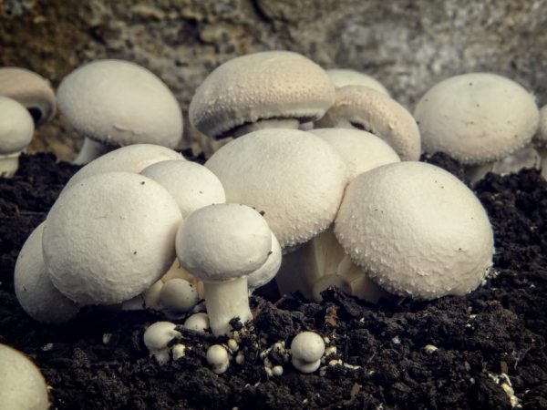 Los hongos son fáciles de cultivar