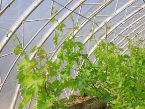 Reglas para cultivar uvas en invernadero.