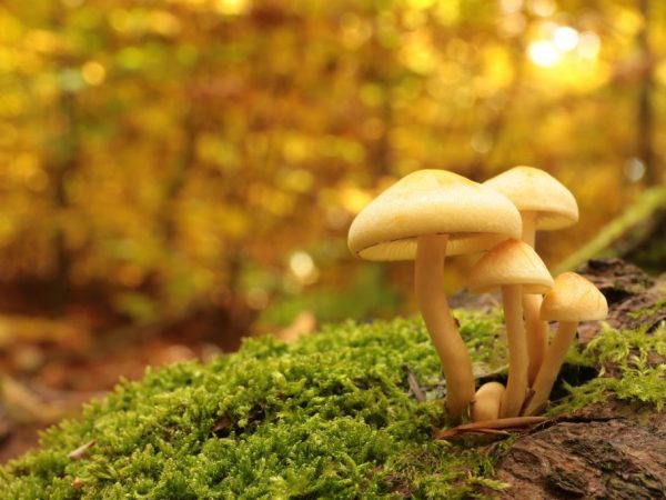 Typer av giftiga svampar på Krim