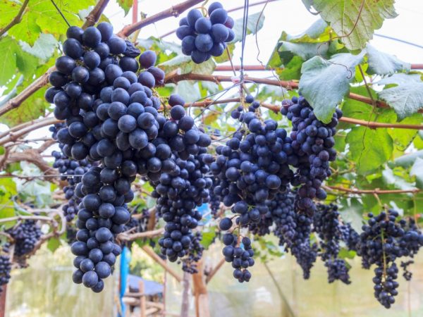 Descripción de la variedad de uva Zabava