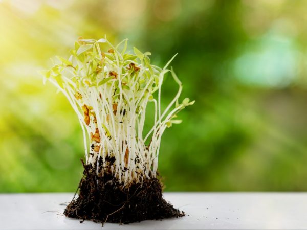 Remojar las semillas de berenjena antes de plantar.