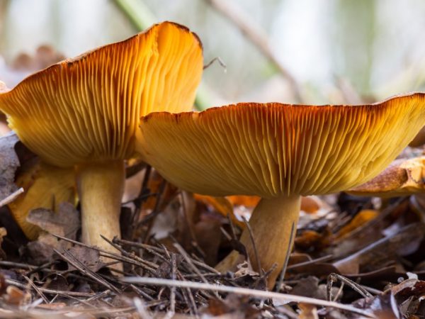 Eating mushrooms can cause an allergic reaction