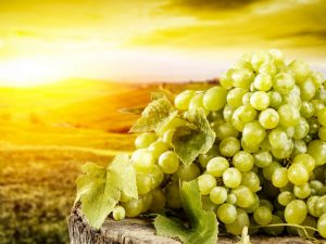Propriétés utiles des raisins verts