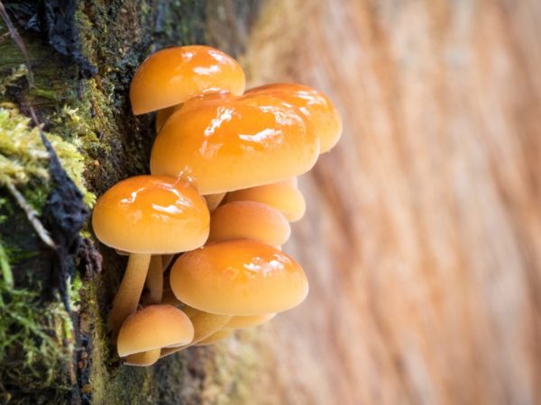 Jíst houby má pozitivní vliv na tělo