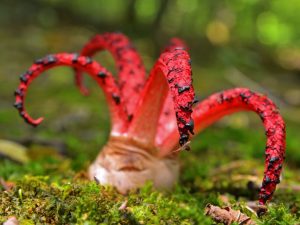 Is het mogelijk om de Devil's Fingers-paddenstoel te eten?