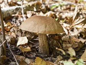 Beschrijving van paddenstoelen van Bashkiria