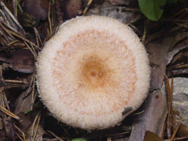 Description of the mushroom white wave