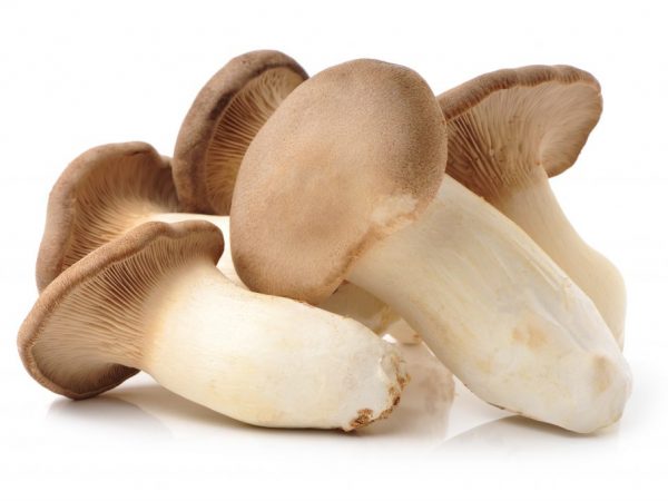 Popis houby Eringi