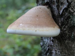 Les propriétés curatives du champignon de l'amadou du bouleau