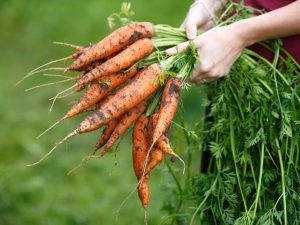 Aussaatregeln nach Karotten