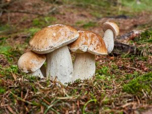 Witte champignon verdubbelt